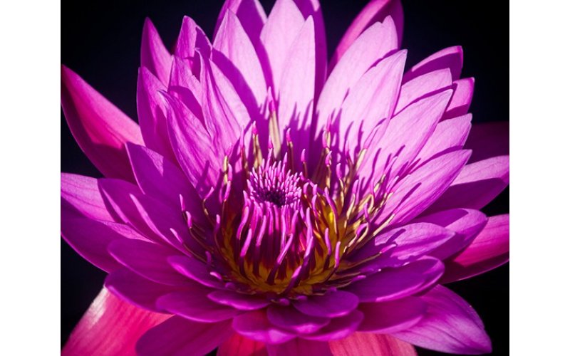 Фотообои DIVINO DECOR Б1-386 &quot;Яркий цветок&quot; 3,0 х 2,38 м